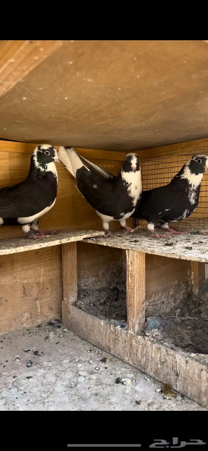 حمام قطيفي للبيع(تم البيع ) 8