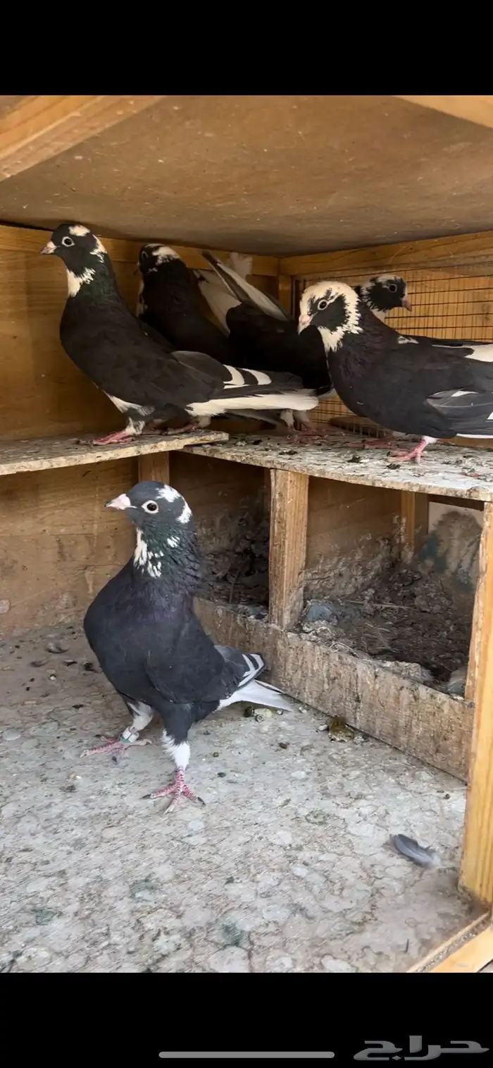 حمام قطيفي للبيع(تم البيع ) 1