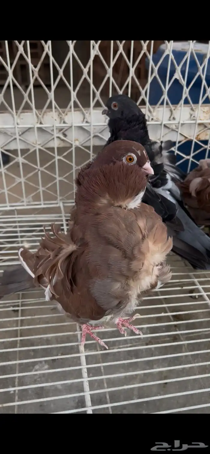 حمام كشكشي مميز للبيع في جدة 7