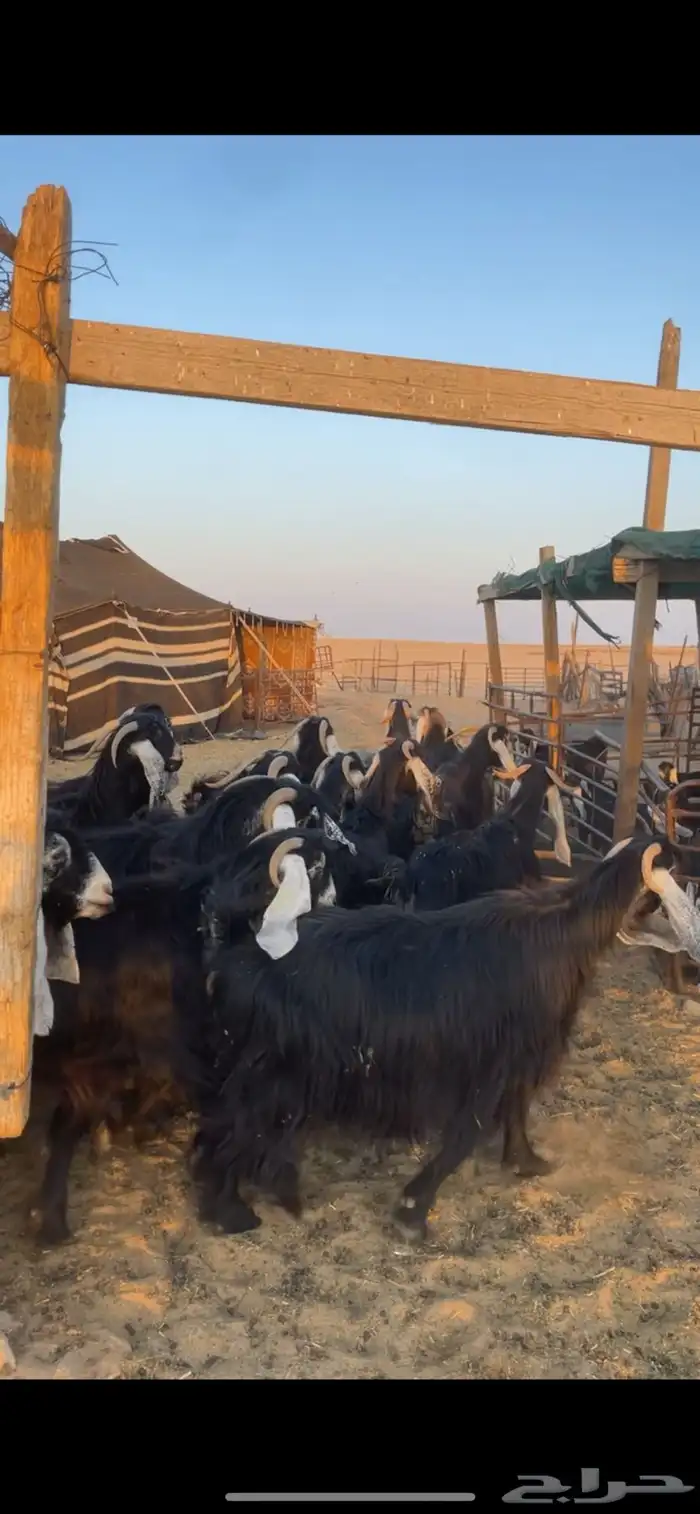 معزا عوارض مواليد رغايث بفحلها 14