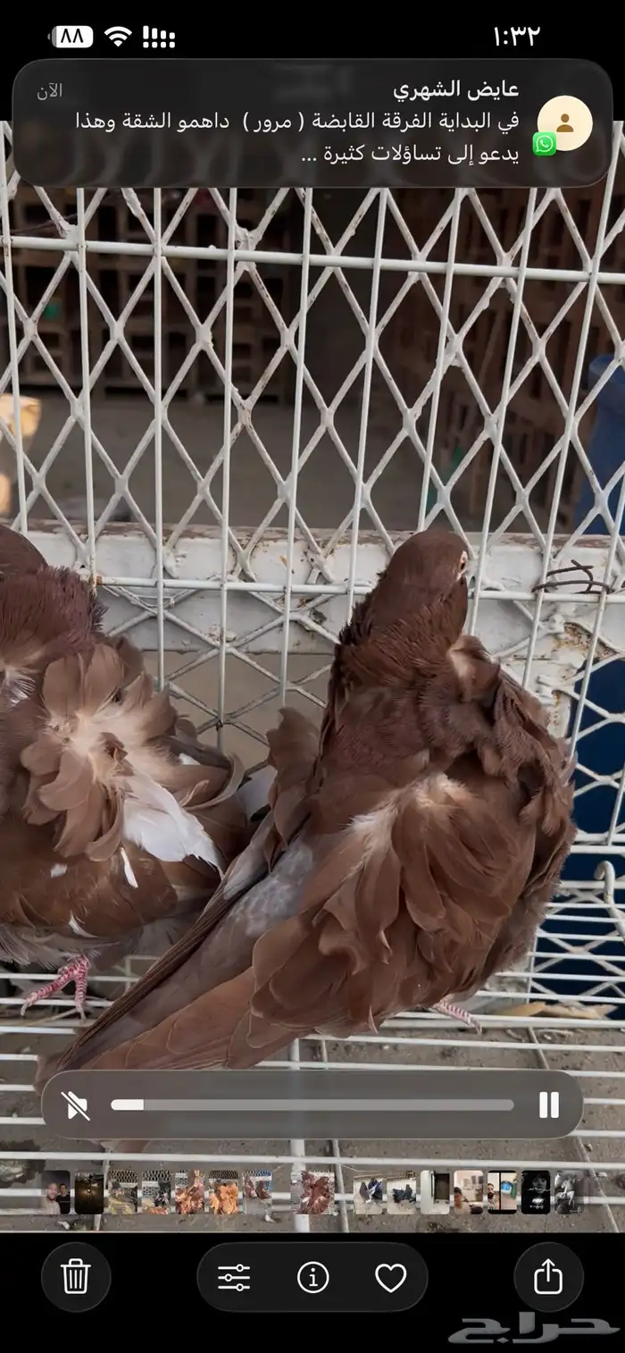 حمام كشكشي مميز للبيع في جدة 17