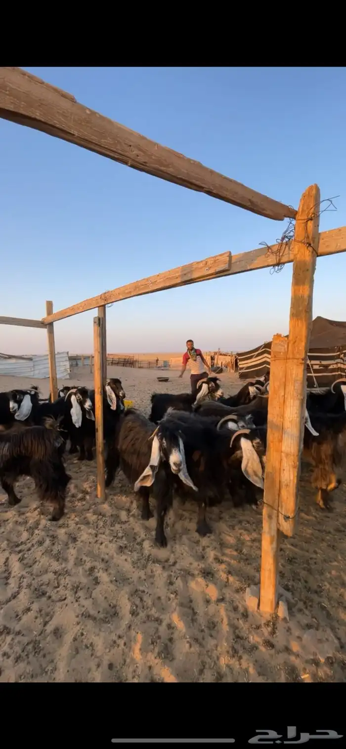 معزا عوارض مواليد رغايث بفحلها 6