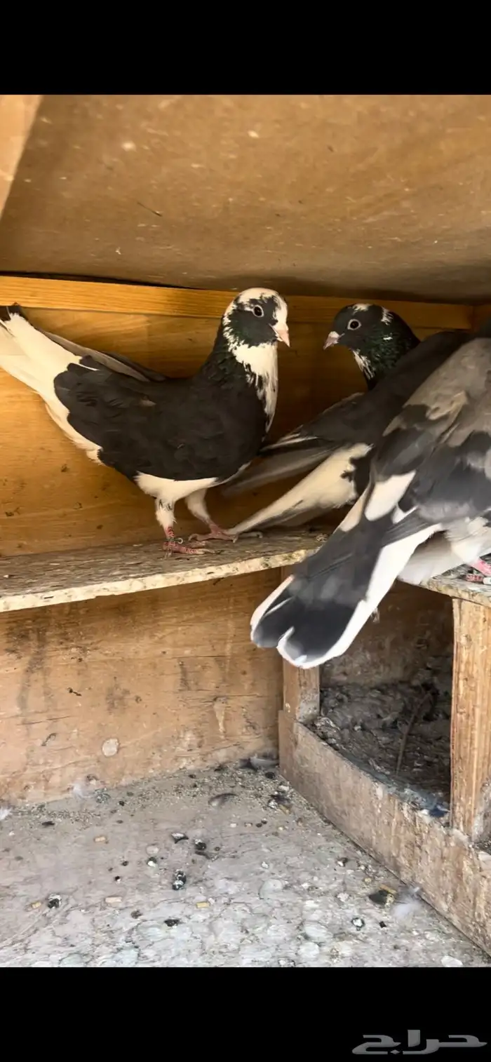 حمام قطيفي للبيع(تم البيع ) 6