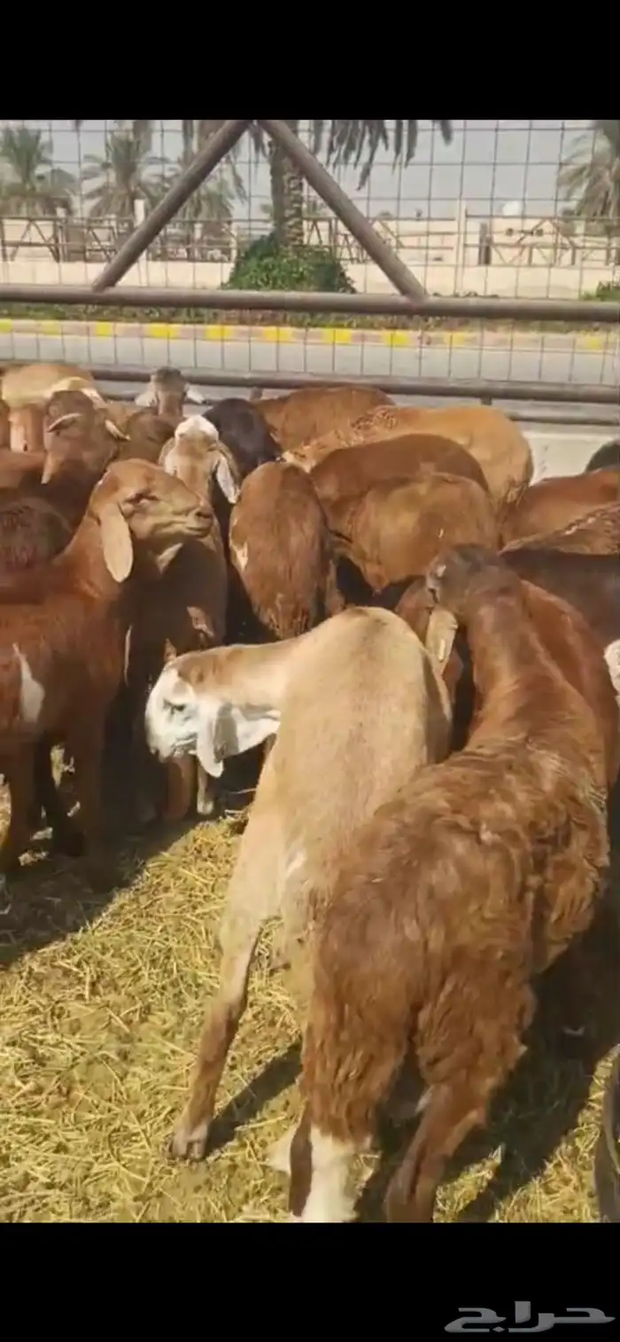 سواكني وبرابر للبيع 0