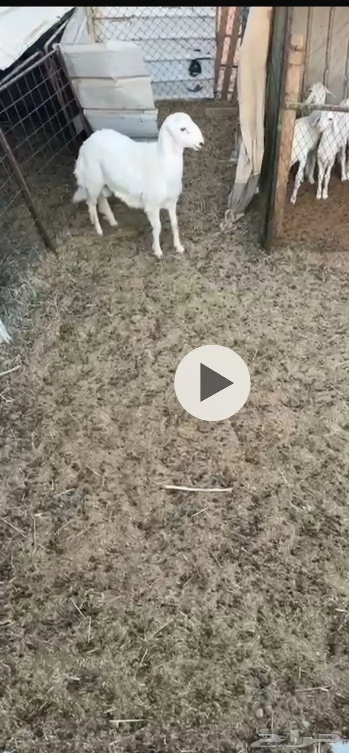 طلي حري سمين 0