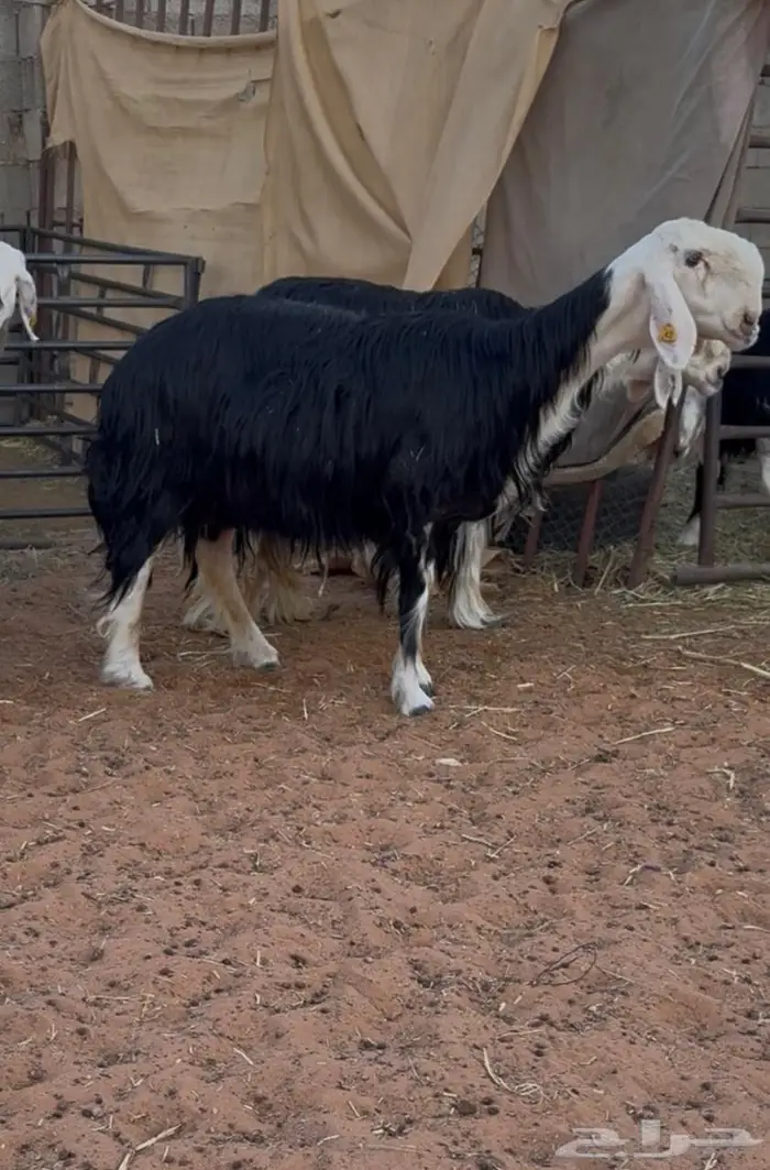 غنم نجد صنف 12