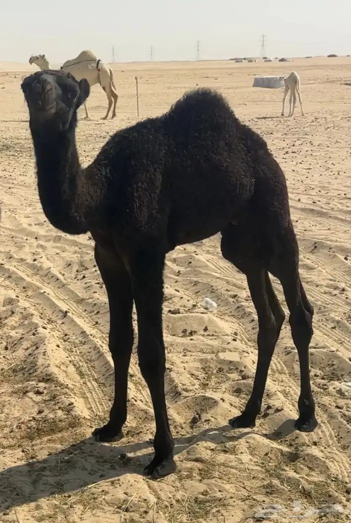 للبيع خلفه منيح ووجه ونتاج 5