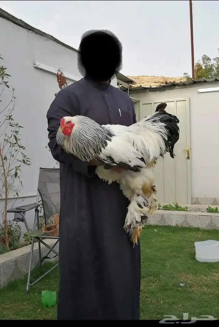 فروخ براهما كولومبي لايت سلالة اصيلة 5