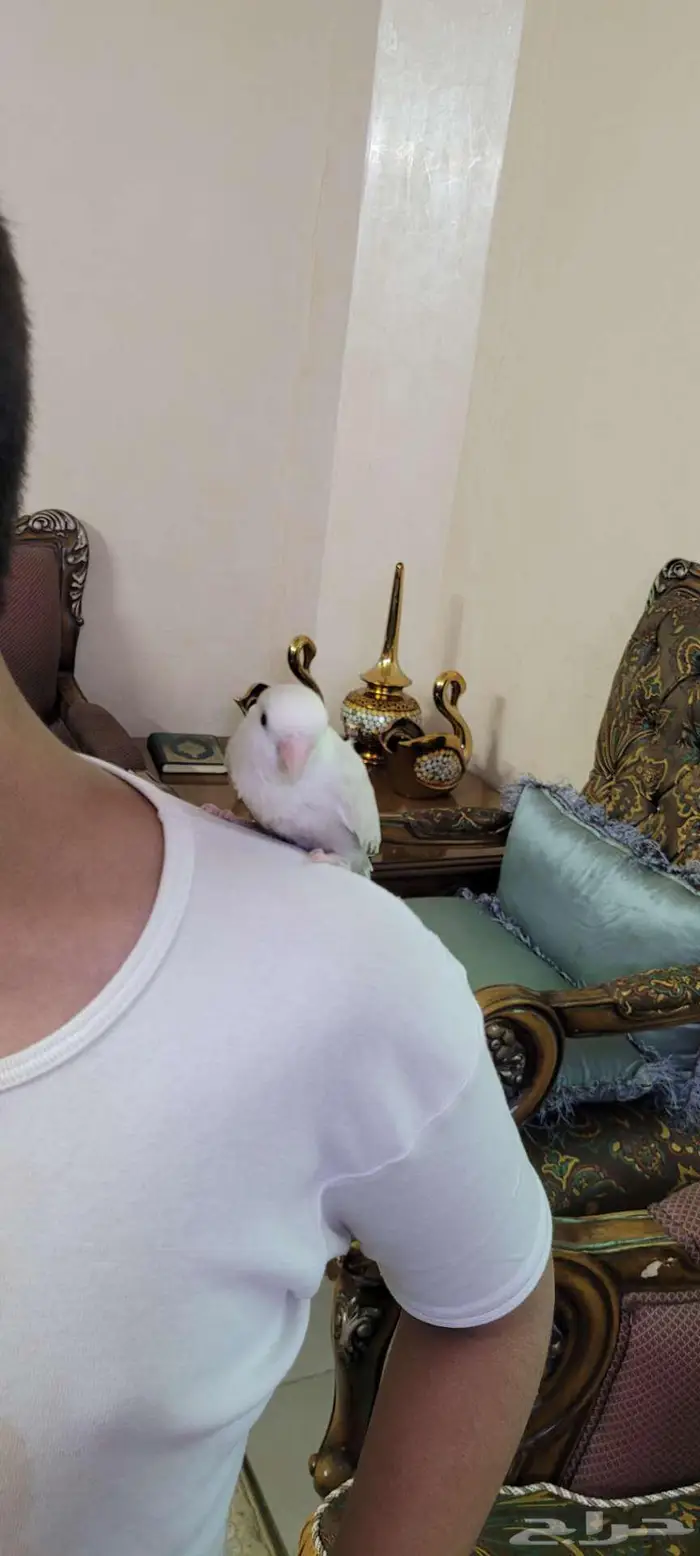 القصيم بريدة روز للبيع 0