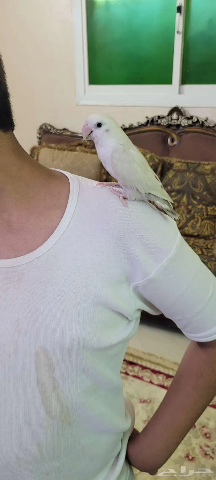 القصيم بريدة روز للبيع 1