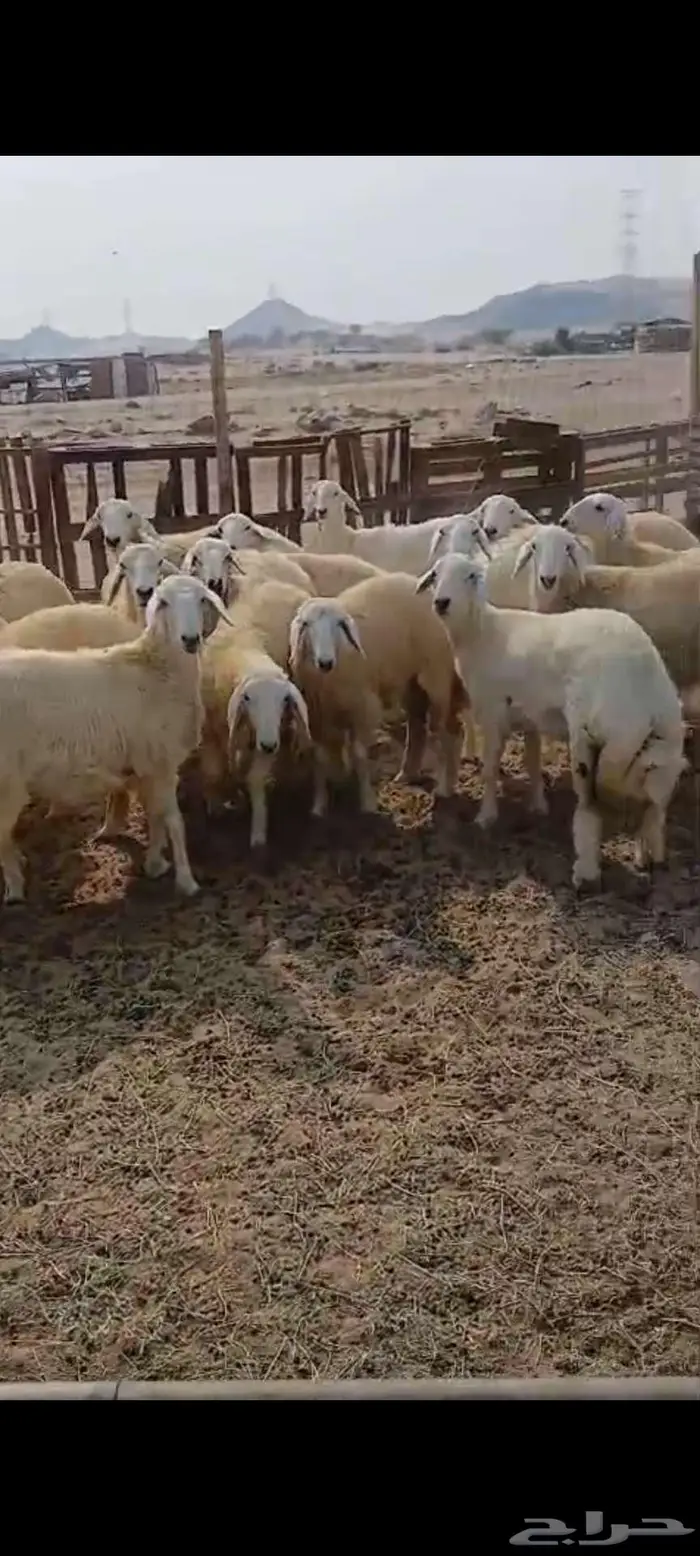 طليان شحم ونظيفة. رخال مقنا وذبايح 1