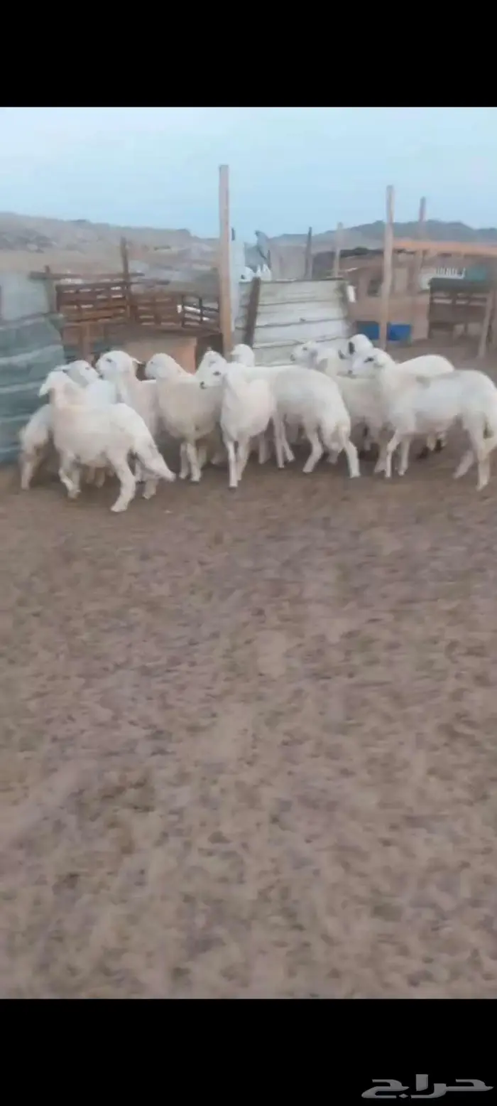 طليان شحم ونظيفة. رخال مقنا وذبايح 6