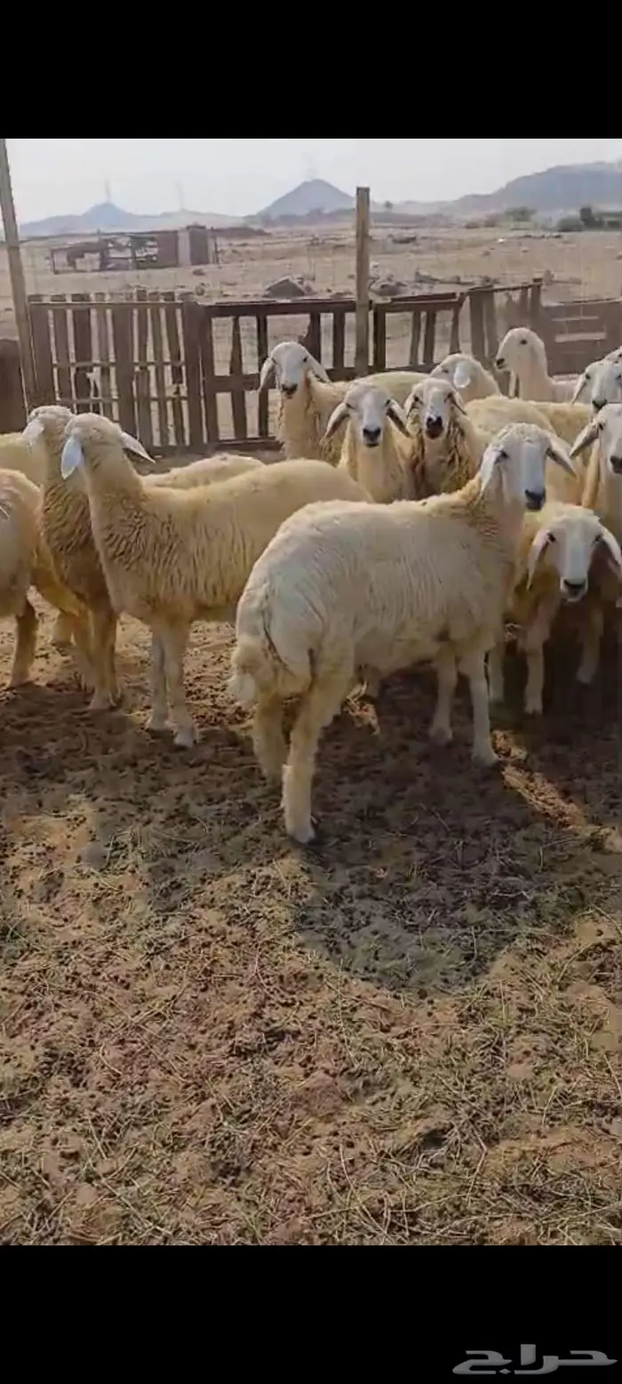 طليان شحم ونظيفة. رخال مقنا وذبايح 7