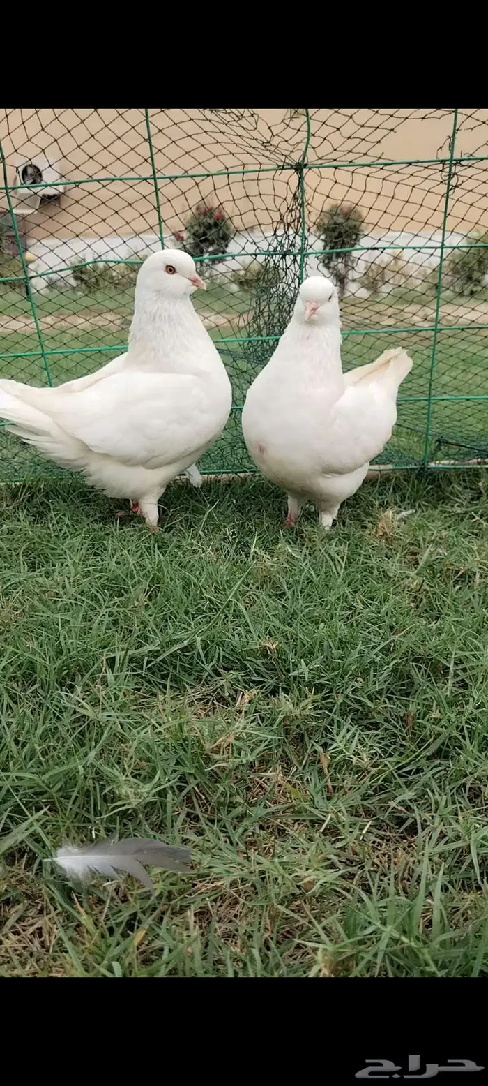 للبيع جوز مدينه 0