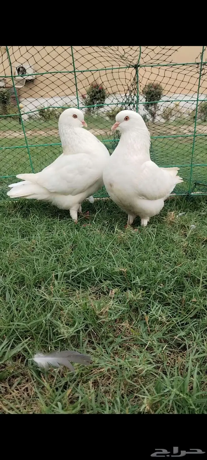 للبيع جوز مدينه 2