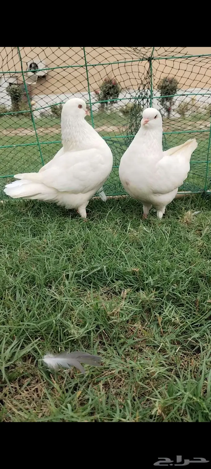 للبيع جوز مدينه 3