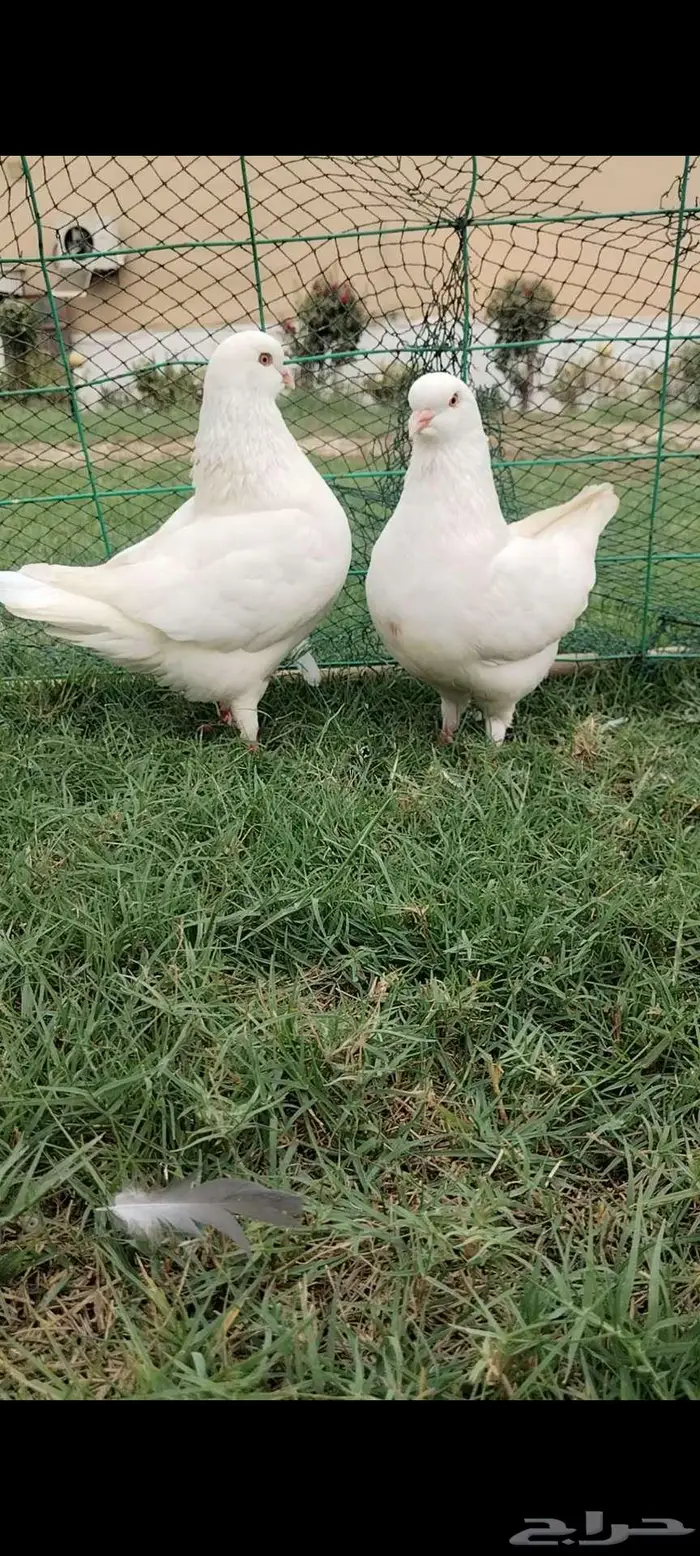 للبيع جوز مدينه 1