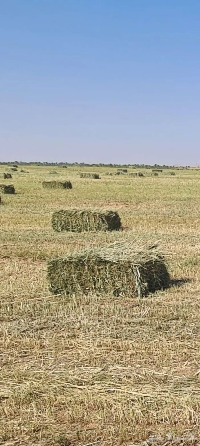 للبيع اعلاف بلوبانك ومليسا 1