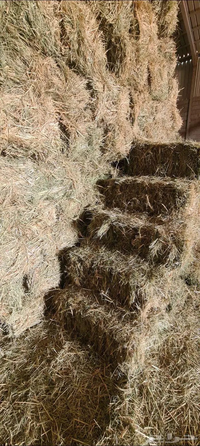 للبيع اعلاف بلوبانك ومليسا 2