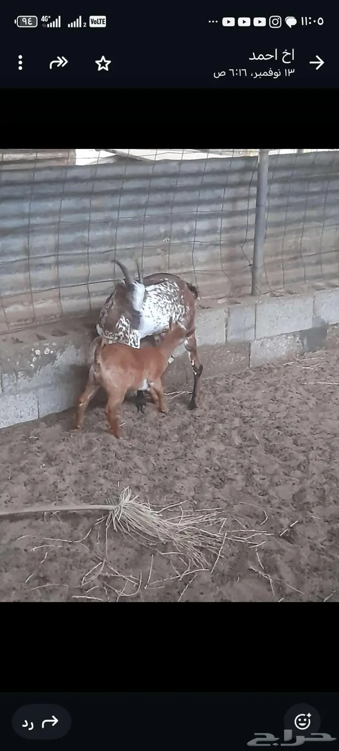 ماعز للبيع 1