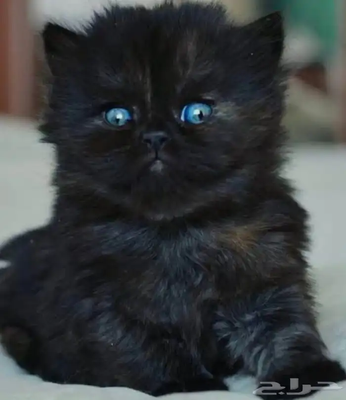 للبيع 5 قطط كيتن سكوتش فولد وراغدول العمر 43 يوم 3