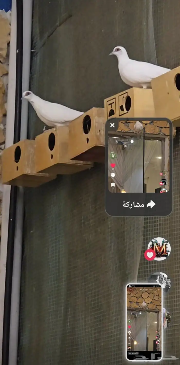 قميري أفريقي هولندي قطاء قزمي 2