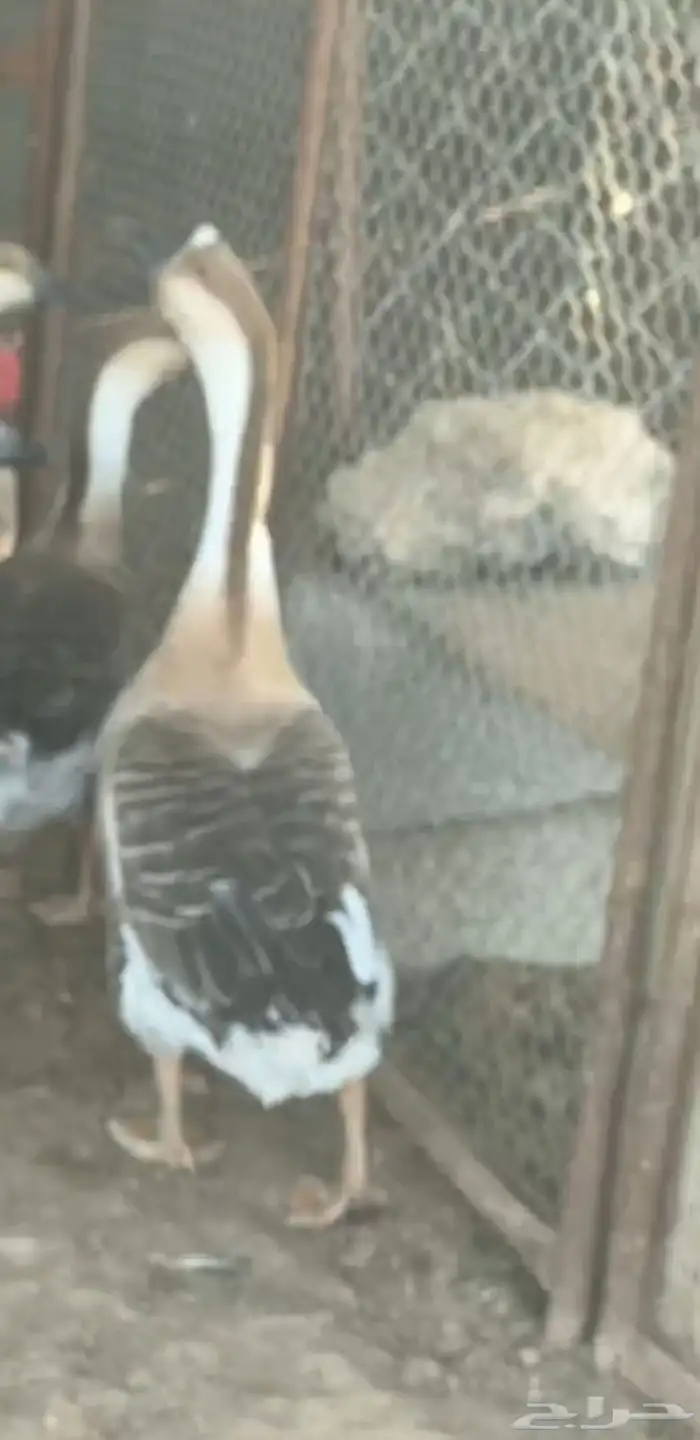 للبيع ديوك رومي و كوشن و وز عراقي 0