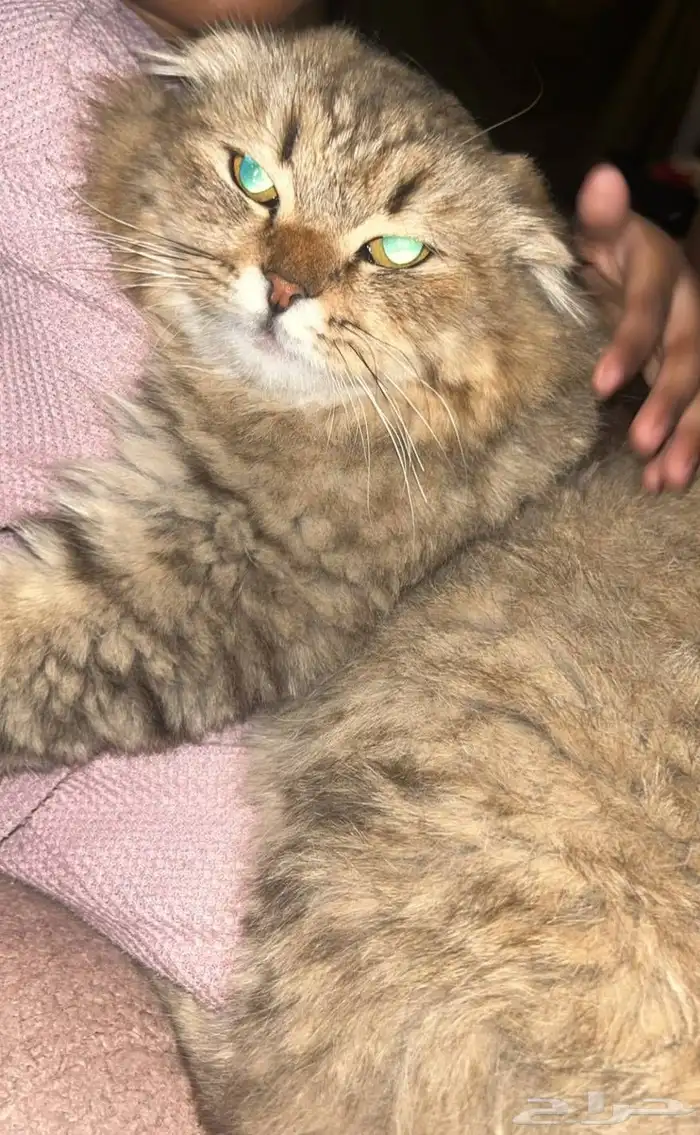 شيرازي سكوتش 2