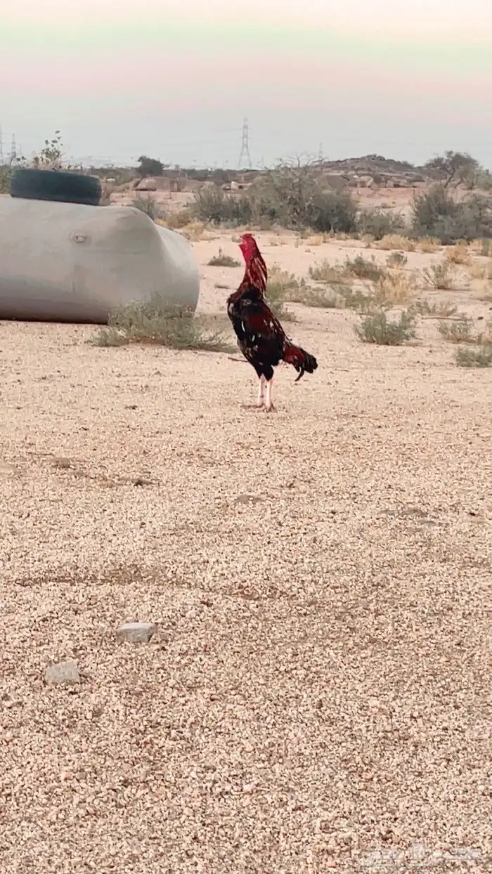 ديك سندي شرس 1