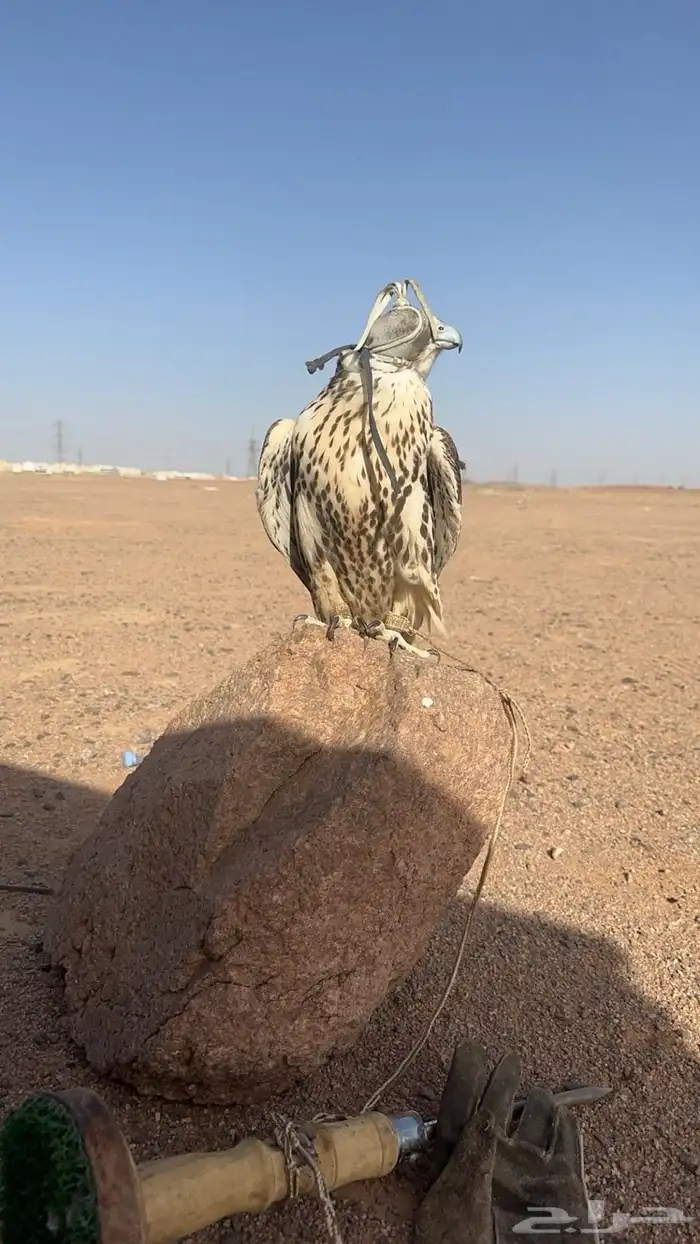 طير حر للبيع 0