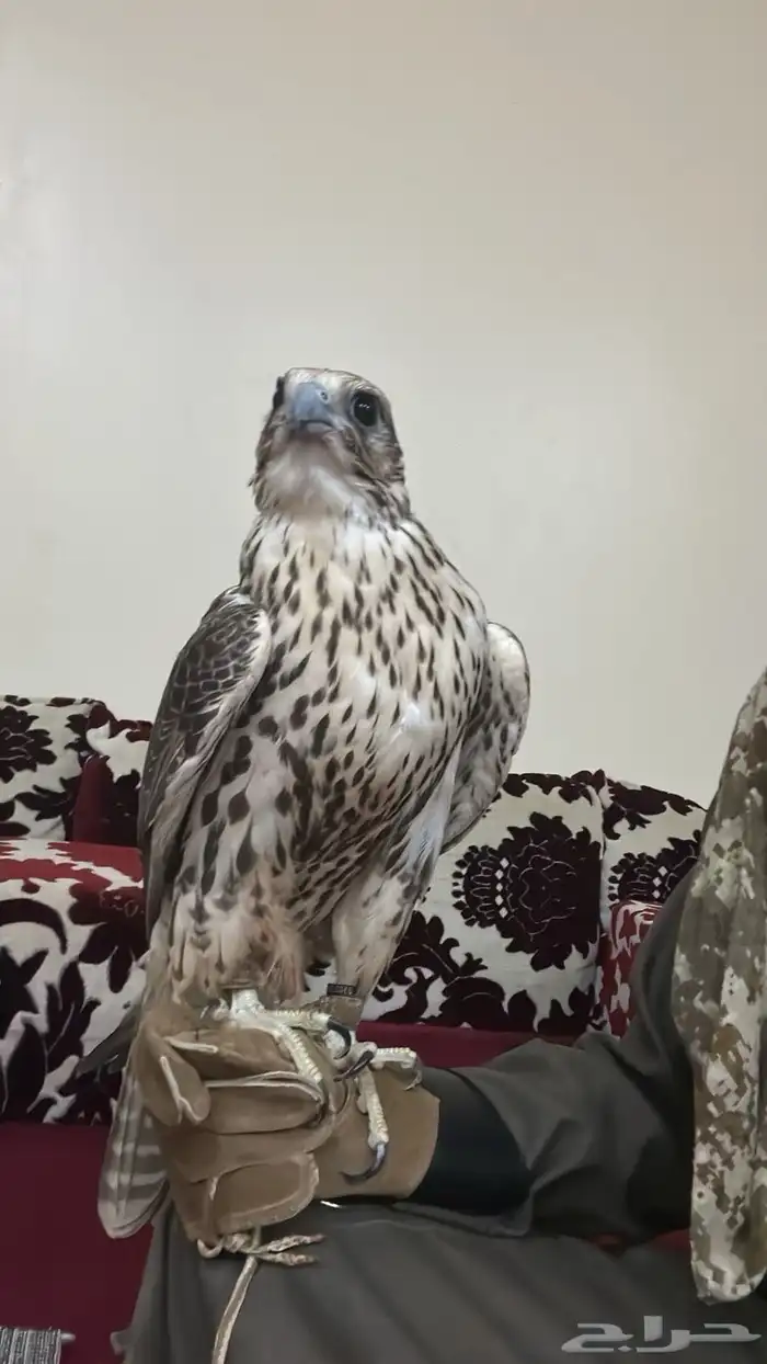 طير حر للبيع 1