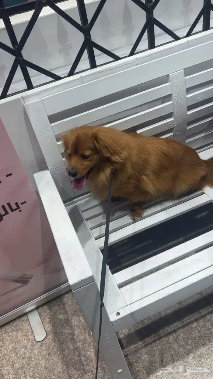 كلب قولدن شيواوا 0