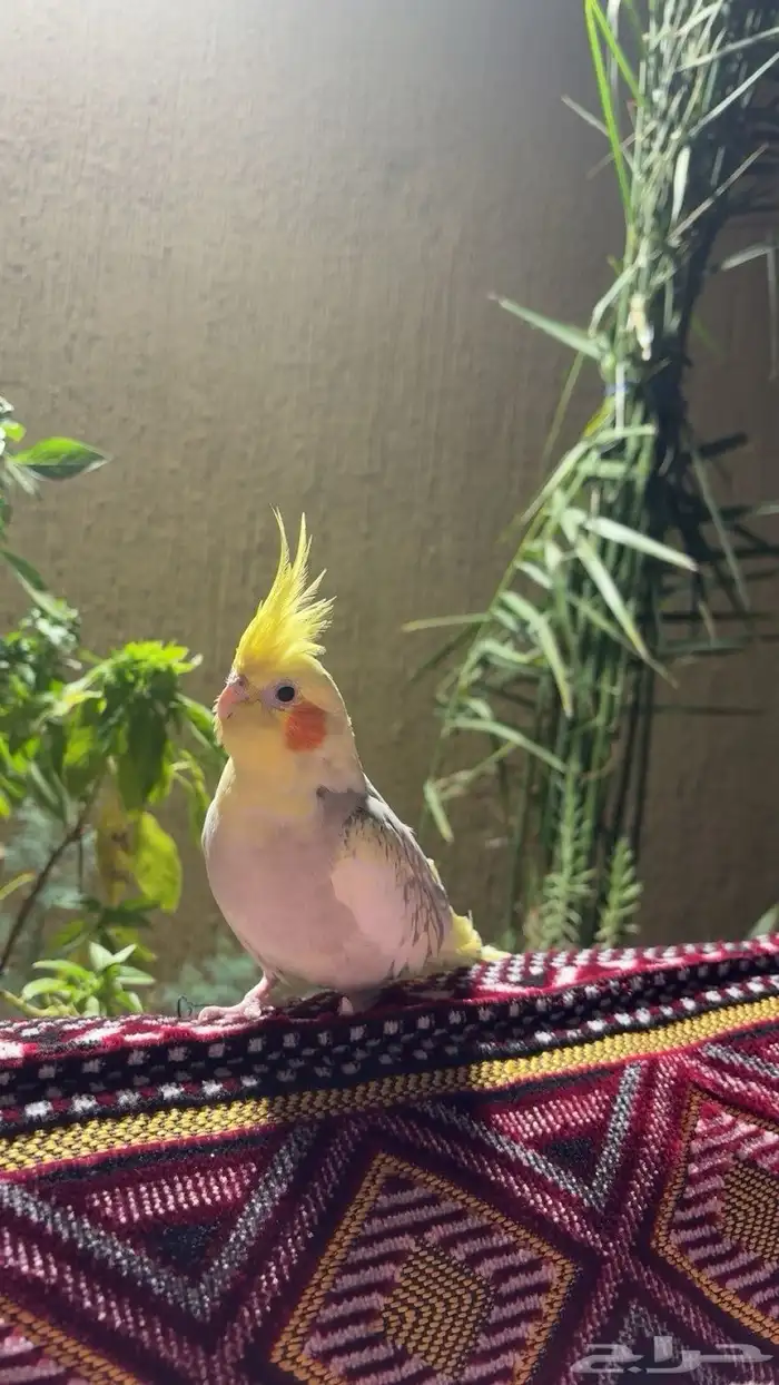 ببغاء كروان انثى 3