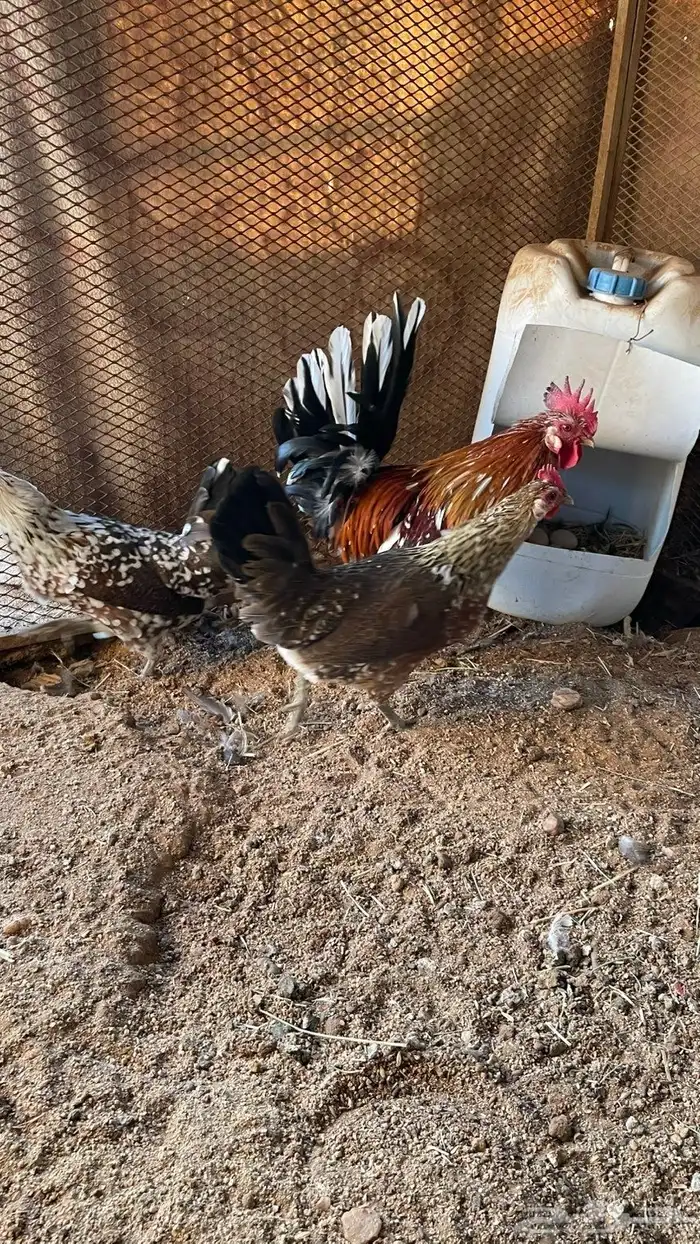 دجاج عربي ماكنتوش دم صافي سلاله نقيه 0