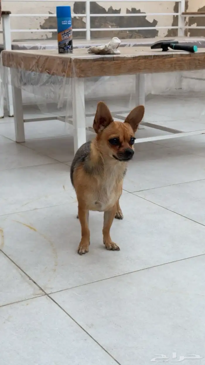 كلب شيواوا انثى العمر سنه ونص اليفه تحب تلعب 1