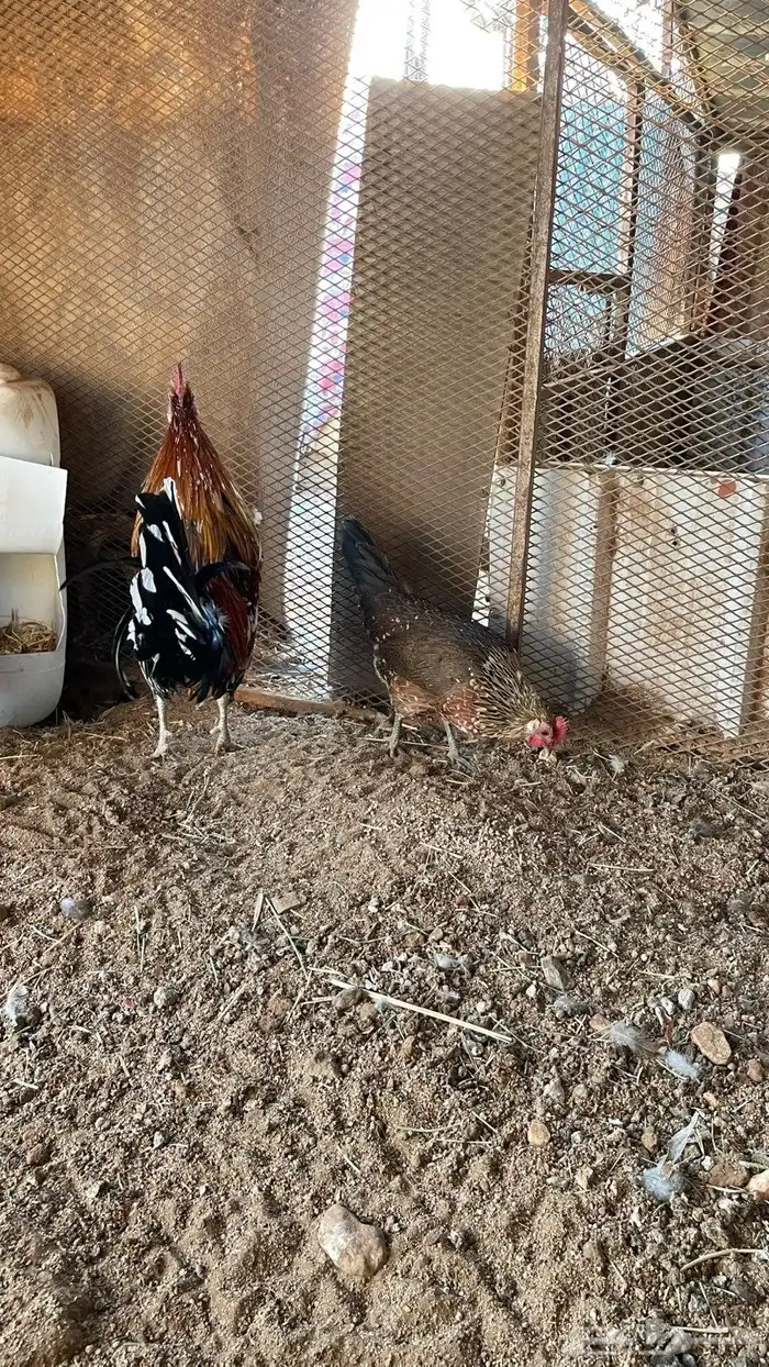 دجاج عربي ماكنتوش دم صافي سلاله نقيه 7