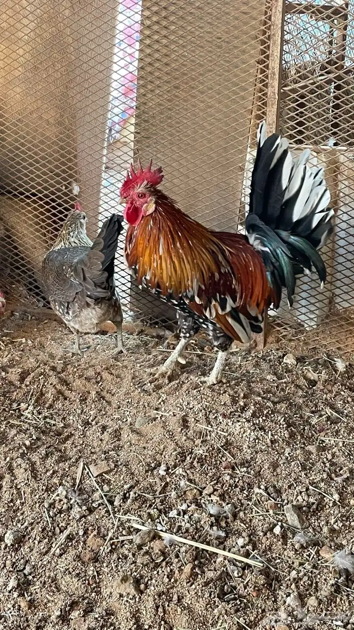 دجاج عربي ماكنتوش دم صافي سلاله نقيه 9