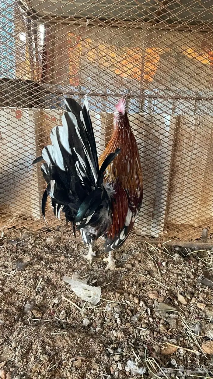 دجاج عربي ماكنتوش دم صافي سلاله نقيه 5