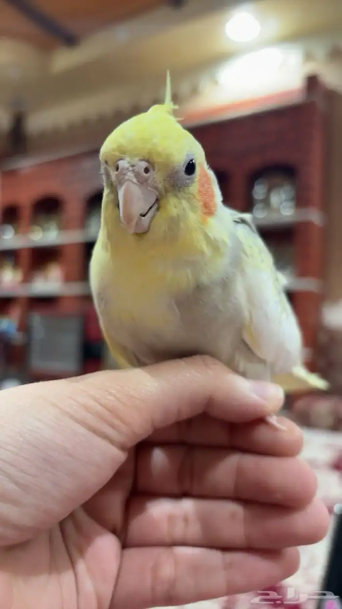 ببغاء كروان انثى 2