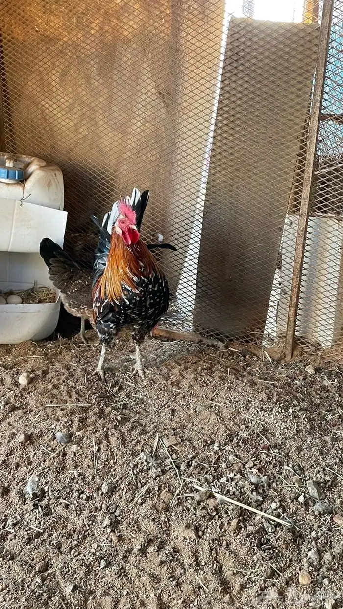 دجاج عربي ماكنتوش دم صافي سلاله نقيه 8