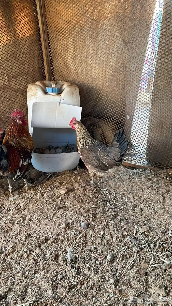 دجاج عربي ماكنتوش دم صافي سلاله نقيه 1