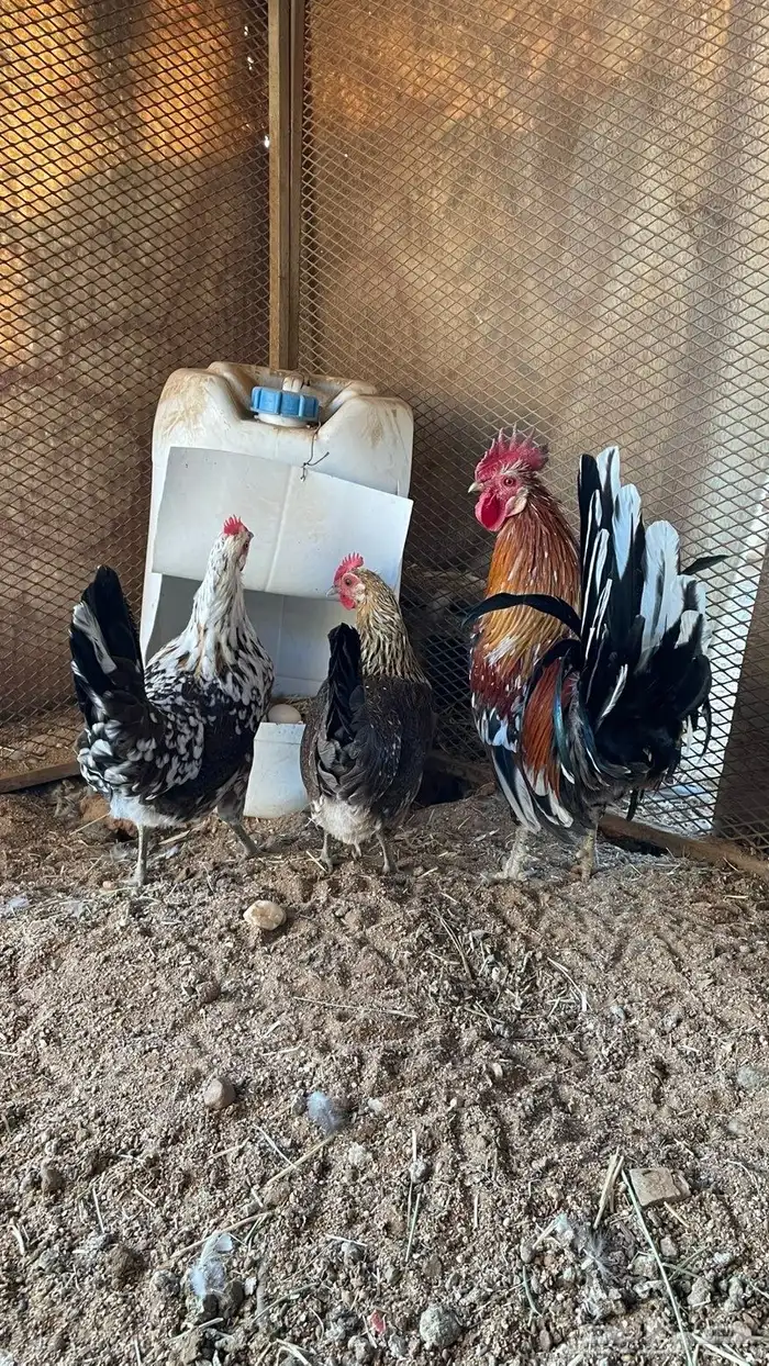 دجاج عربي ماكنتوش دم صافي سلاله نقيه 2