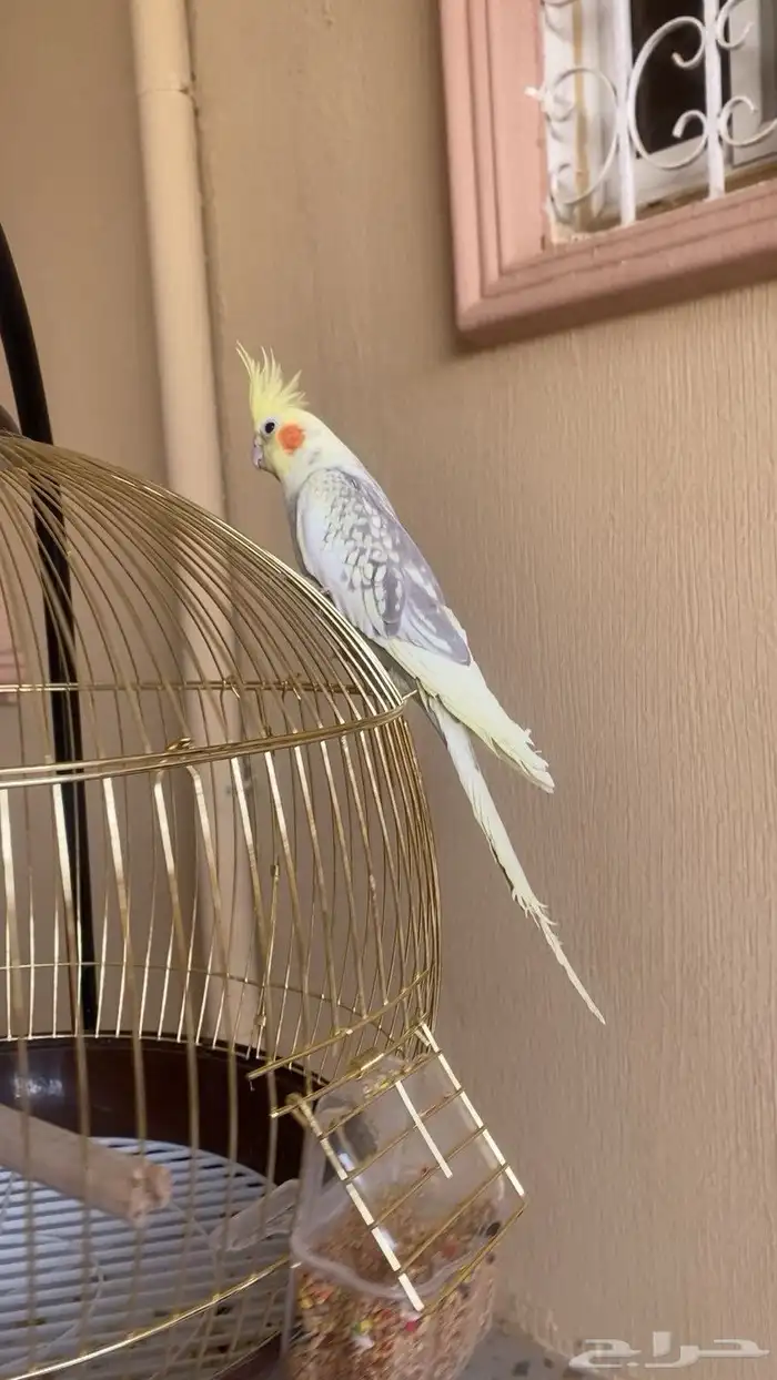 ببغاء كروان انثى 0