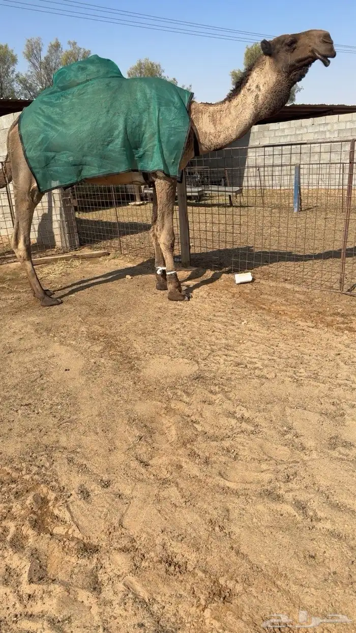 للبيع بعير اصفر 0