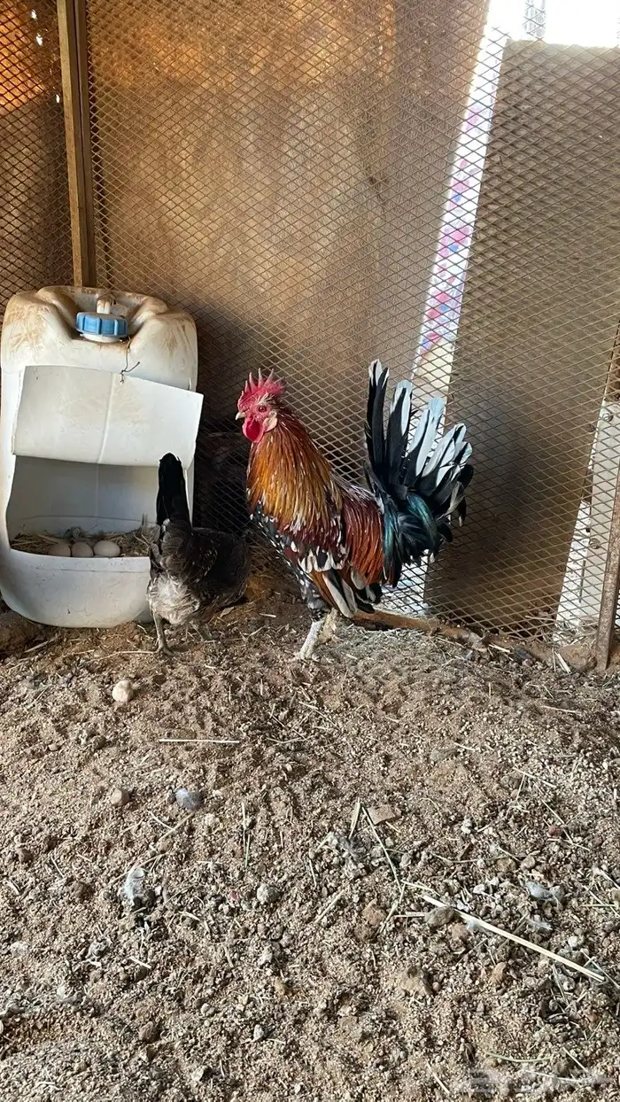 دجاج عربي ماكنتوش دم صافي سلاله نقيه 6