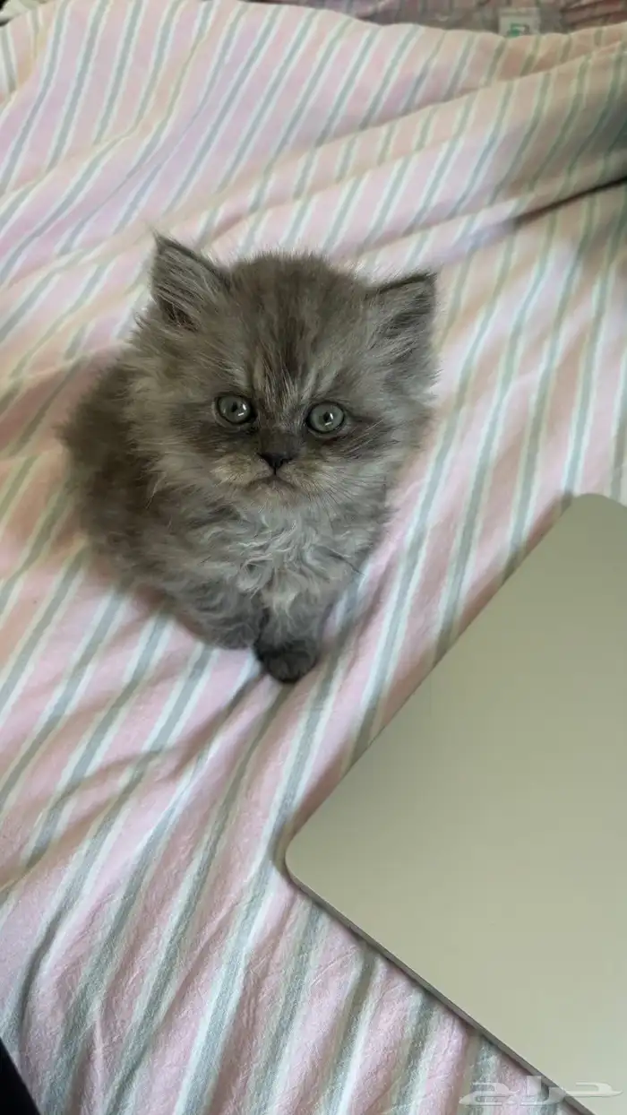 قطه للبيع الموقع الخفجي 1