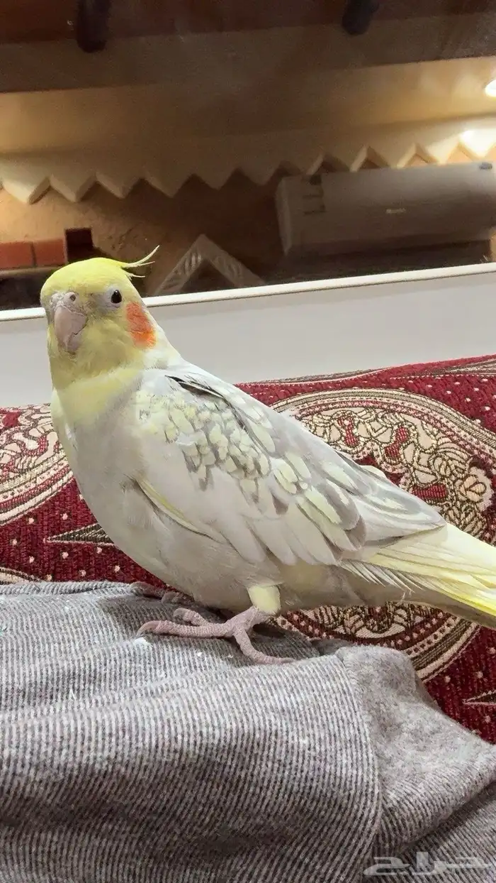 ببغاء كروان انثى 1