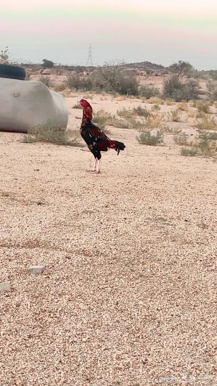 ديك سندي شرس 2