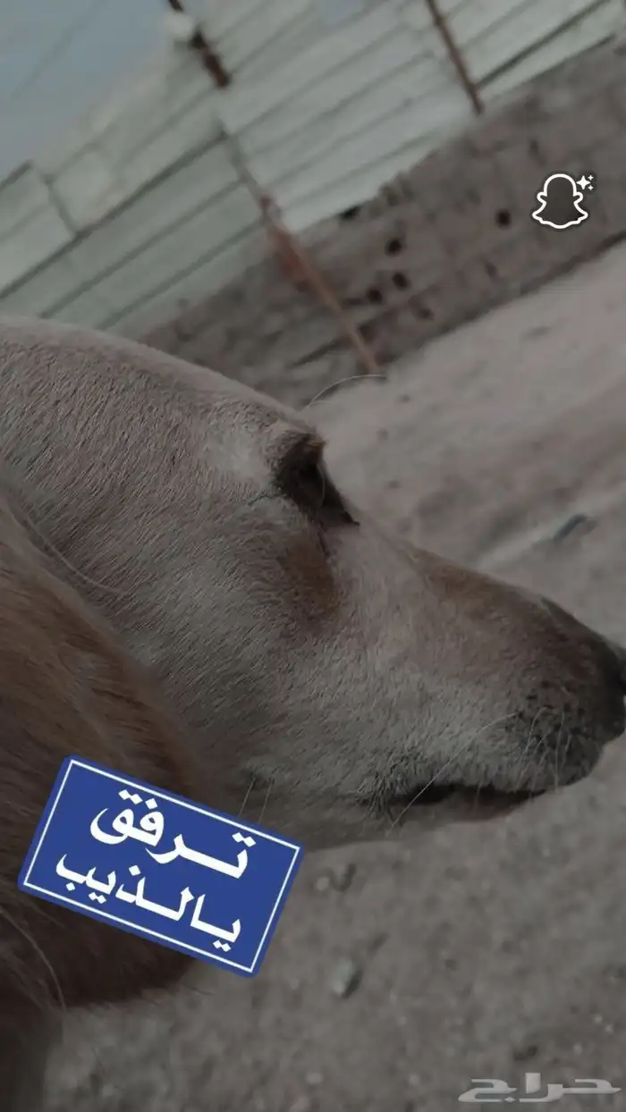 ابي سلق لتبني 0