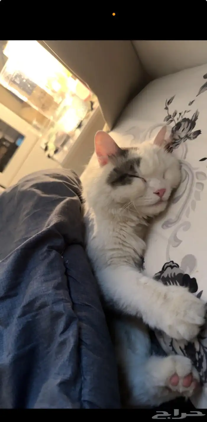 قط ضائع في ضاحية الملك فهد 1